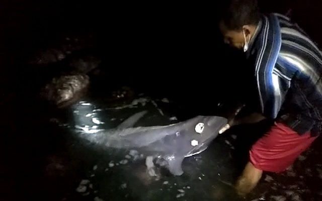 11-lumba-lumba-terdampar-di-pesisir-pantai-klungkung-malam-malam