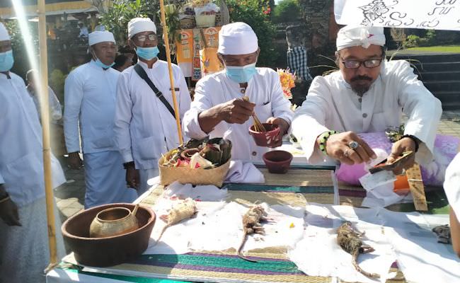 digelar-10-tahun-sekali-ngaben-tikus-diyakini-bisa-usir-hama-padi