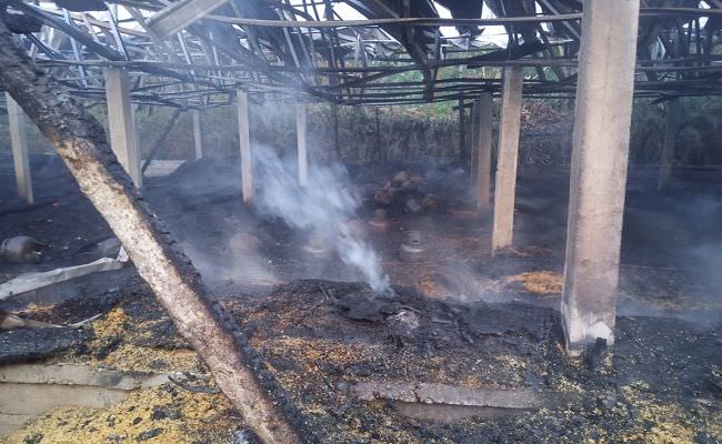 kandang-terbakar-puluhan-ribu-bibit-ayam-boiler-hangus-terpanggang