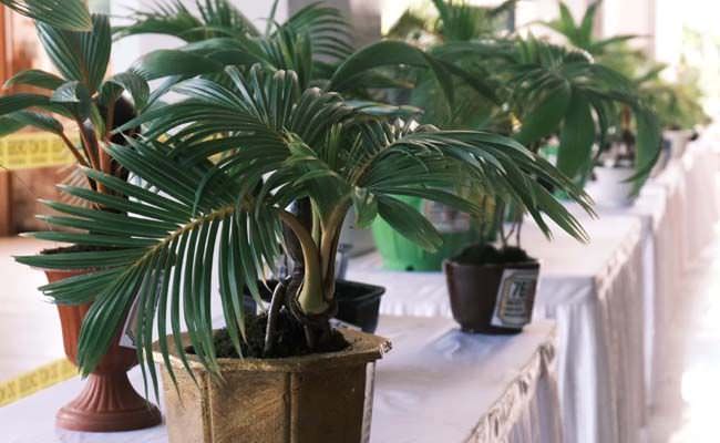 begini-ketika-bonsai-ikan-koki-seharga-rp5-jutaan-kontes-di-denpasar