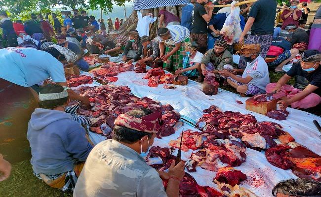 berburu-sapi-hitam-legam-di-alam-liar-lalu-dagingnya-dibagi-ke-warga