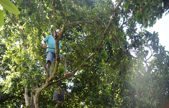 buah-sawo-khas-dawan-klungkung-punya-rasa-unik-kini-rambah-luar-bali