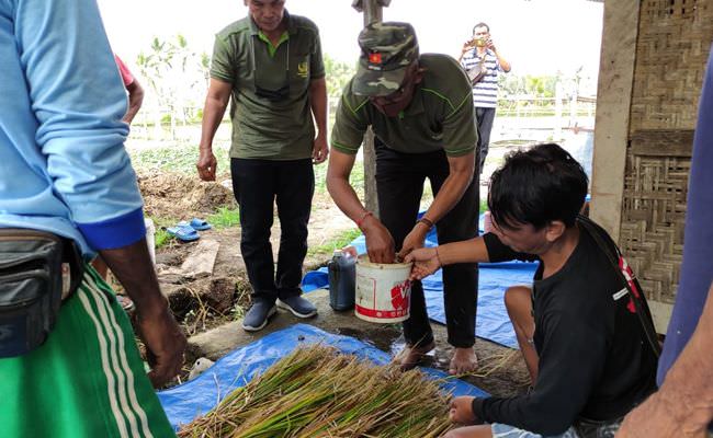 fermentasi-jerami-jadi-solusi-pakan-ternak-saat-musim-kemarau