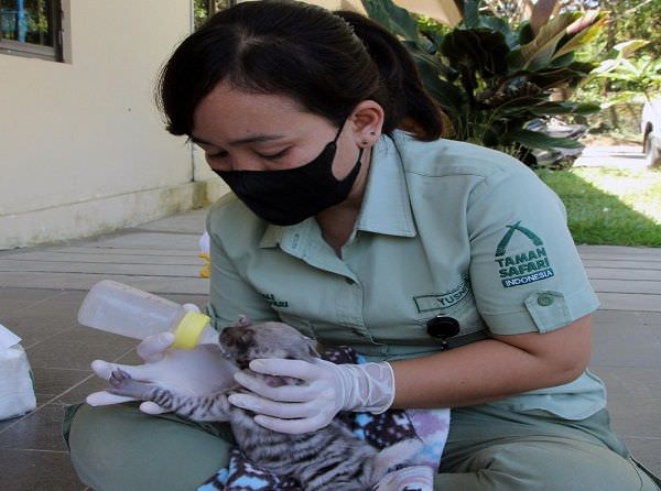 satwa-hyena-bali-safari-park-kritis-terpaksa-diberi-susu-formula