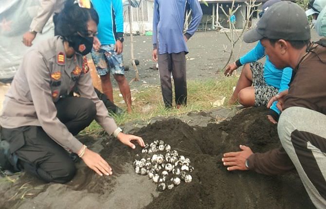 warga-kusumba-temukan-92-telur-penyu-hijau-di-pantai-tribuana