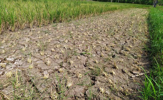 puluhan-hektare-sawah-di-jembrana-mengalami-puso-akibat-kekeringan
