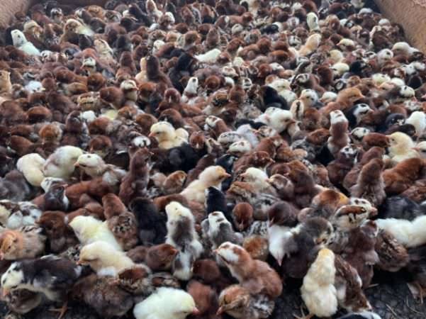 potensi-bisnis-ayam-caru-mentari-atau-ayam-upakara-semakin-diminati
