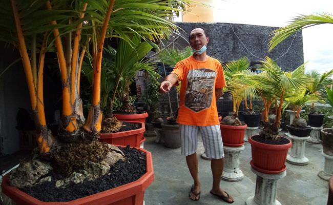rela-rogoh-belasan-juta-untuk-satu-bonsai-kelapa-pernah-tertipu-pula