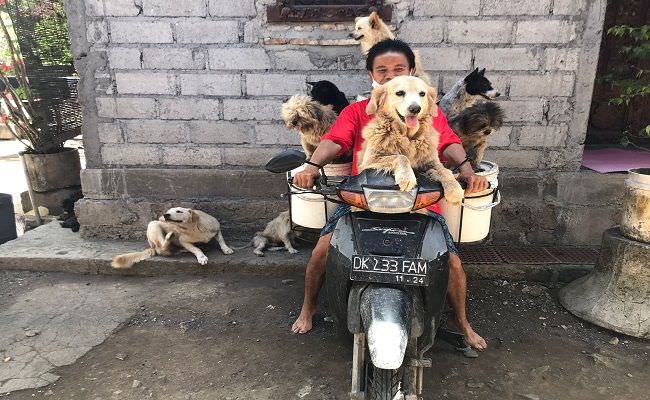 ajak-anjing-keliling-cari-pakan-babi-saat-panen-berbagi-pakan-anjing