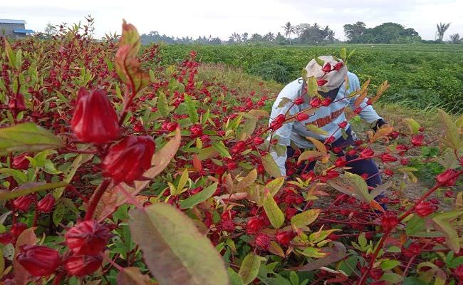 anak-punya-kenalan-turis-cari-peruntungan-baru-dengan-tanam-rosella
