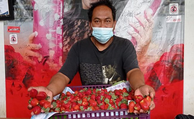 baru-diseriusi-3-bulan-buah-stroberi-bisa-seukuran-telur-ayam-buras