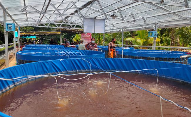 bioflok-berdiameter-3-meter-bisa-tampung-3000-ekor-lele