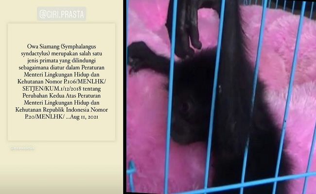 di-bully-artis-dan-netizen-giri-prasta-serahkan-siamang-ke-bksda-bali