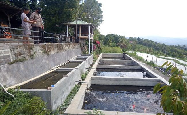 Budidaya koi di masa pandemi di Desa Kedis, Kecamatan Busungbiu, Buleleng.