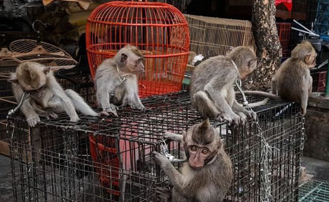 soal-jual-beli-monyet-di-bali-ini-kata-bksda