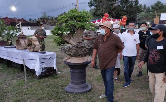 bonsai-kimeng-tak-dilepas-sang-pemilik-meski-ditawar-rp50-juta