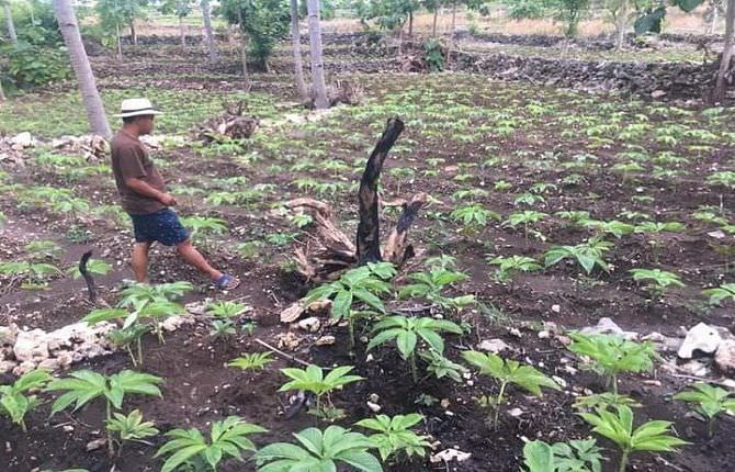 harga-porang-bali-anjlok-tapi-harga-bibit-masih-rp200-ribu-per-kilo