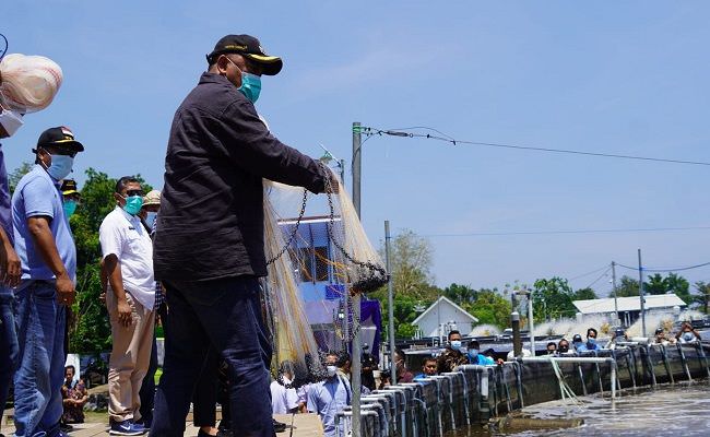 jembrana-jadi-pusat-budidaya-udang-vaname