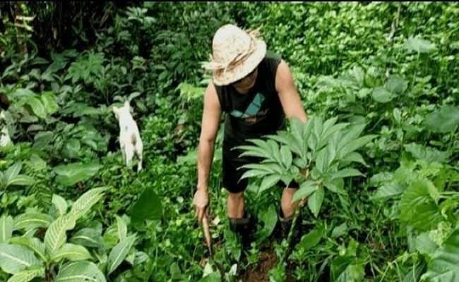 selain-produksi-melimpah-porang-indonesia-kalah-saing-dengan-vietnam