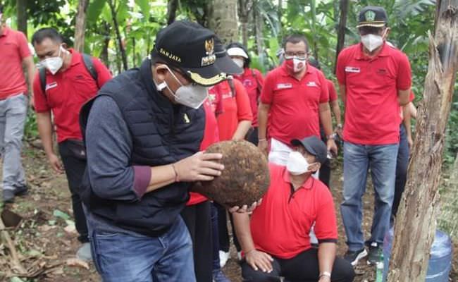 sempat-booming-harga-porang-tabanan-anjlok-jadi-rp7-ribu-per-kilogram