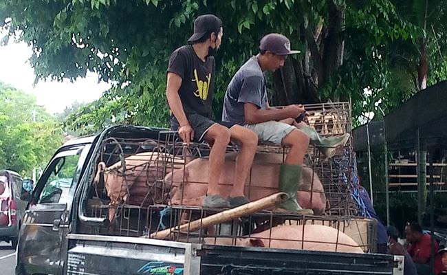 disperindag-denpasar-ungkap-mengapa-harga-daging-babi-mahal