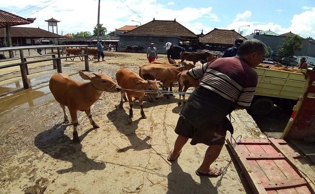 Ilustrasi, sapi Bali. (dok radarbali)
