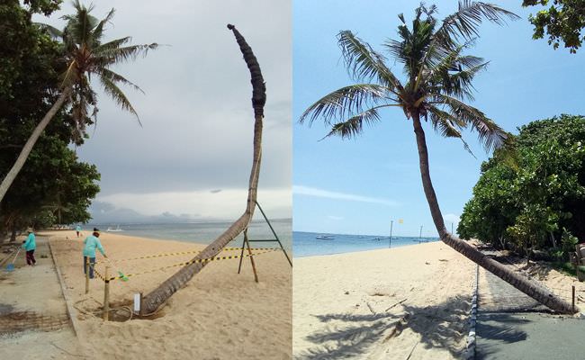 kelapa-bengkok-di-sanur-akhirnya-dipindah-dari-proyek-jalan-setapak