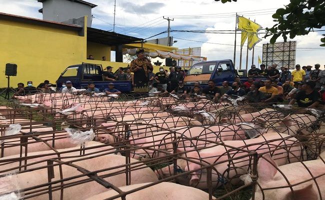 Peternak babi di Badung diminta agar menerapkan biosecurity dengan menjaga kebersihan kandang serta secara rutin melakukan spraying untuk mencegah berkembangnya bakteri penyebab Meningitis yaitu Streptococcus suis.  (dok radarbali.id)