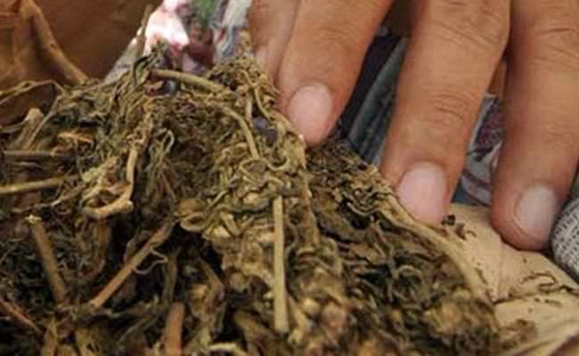 Ilustrasi, seorang pengacara di Bali ditangkap dengan BB narkoba jenis ganja setengah kilogram lebih. (dok radarbali)