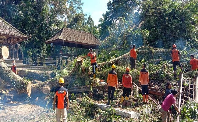 bruaaaak-pohon-tumbang-timpa-pura