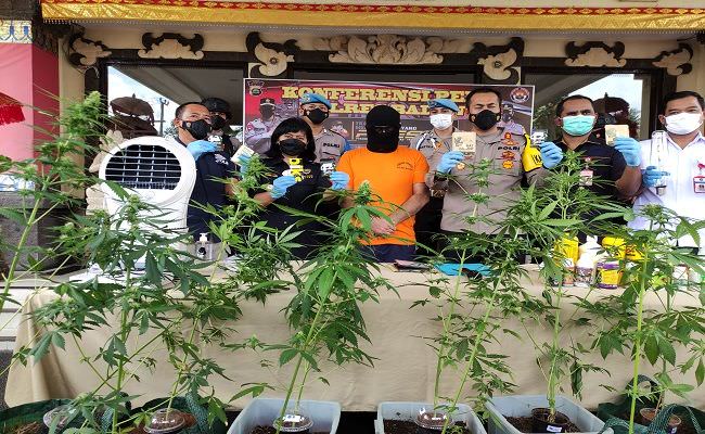 gerebek-vila-di-kuta-utara-polisi-ungkap-kebun-ganja-milik-wn-spanyol