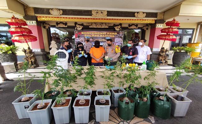 rencana-akhir-desember-panen-rata-rata-tinggi-ganja-sudah-semeter