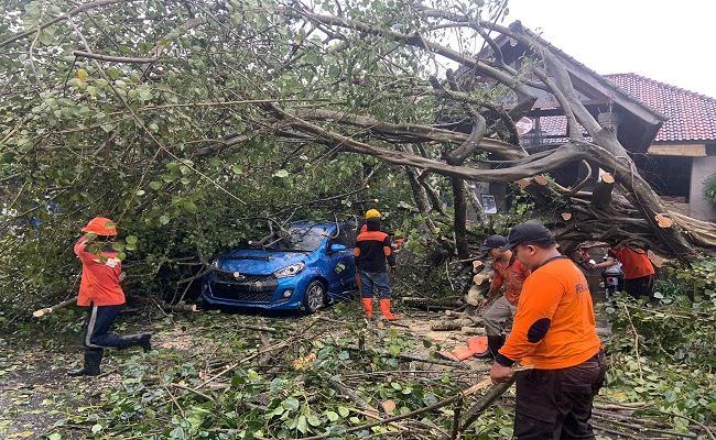 pohon-tumbang-timpa-mobil-fortuner-dan-daihatsu-ayla-milik-wna-di-ubud