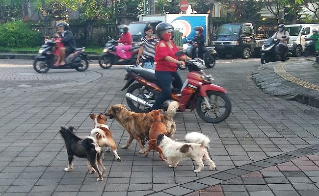 populasi-anjing-89-ribu-di-bali-kok-dosis-vaksin-hanya-6-ribu