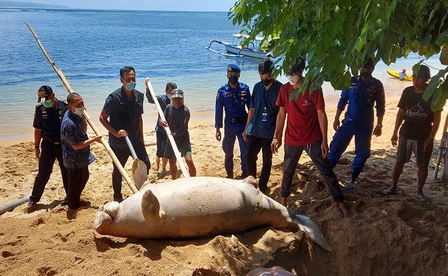 geger-ikan-duyung-terdampar-di-sanur-kondisinya-sudah-mati-membusuk