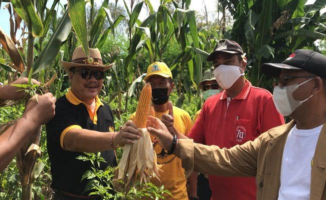 golkar-bali-panen-jagung-bonggol-bersama-kelompok-tani-pejarakan