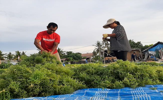 harga-rumput-laut-tembus-rp-30-ribu-per-kg-ini-kata-petani
