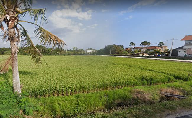 3100-hektare-sawah-dihapus-demi-pariwisata-sepanjang-pantai-tabanan