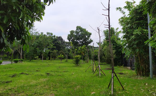 baru-ditanam-tanaman-di-kebun-raya-jagatnatha-jembrana-mati