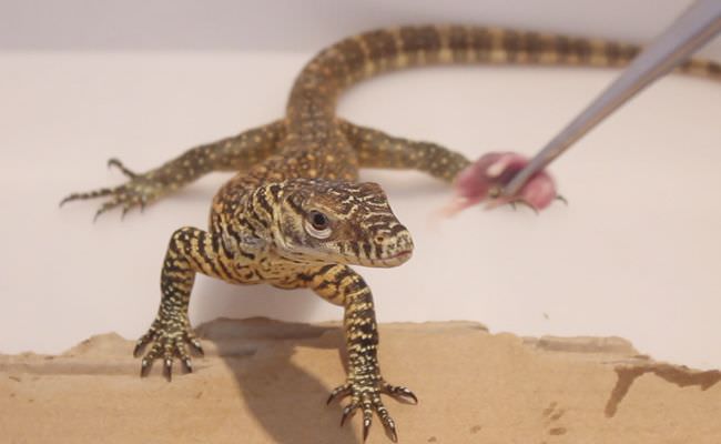bayi-komodo-menetas-di-bali-safari-park-kondisinya-sehat-dan-aktif