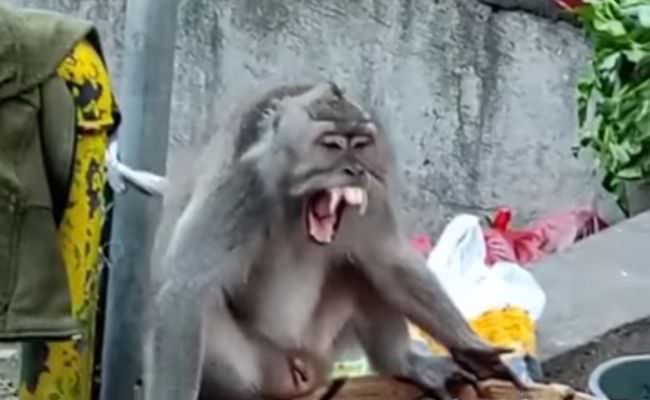 geger-monyet-mengamuk-dan-obrak-abrik-dagangan-di-pasar-badung
