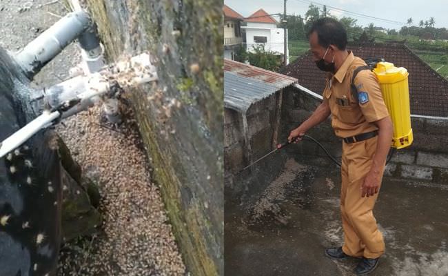 hiii-ribuan-ulat-bulu-serbu-lima-rumah-warga-di-abianbase-badung
