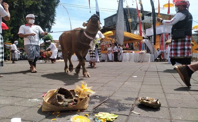 kerbau-angsa-kambing-hingga-anjing-jadi-persembahan
