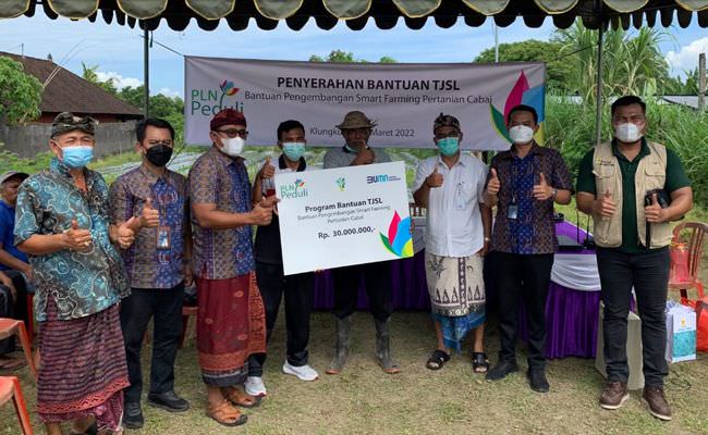 pln-sumbang-smart-farming-bagi-petani-cabai-klungkung