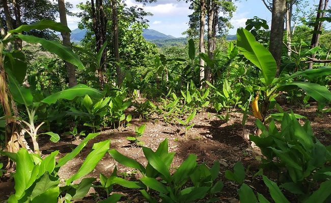 sembilan-ekor-sapi-hilang-di-kebun-warga-tukadaya-jembrana-resah
