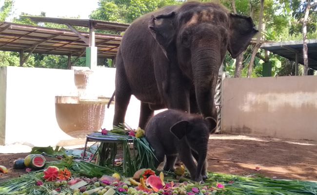 bayi-gajah-di-bali-zoo-lahir-dan-diberi-nama-lanang