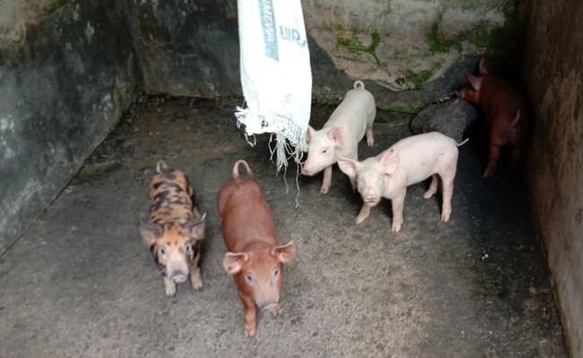 harga-babi-hidup-keluar-daerah-bali-disepakati-naik-jadi-rp45-ribu-kg