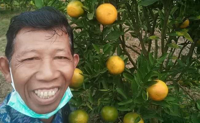 jeruk-madu-besakih-kian-diminati-sasaran-pasar-domestik