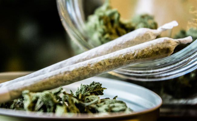 Ilustrasi, pengacara yang juga anak anggta DPRD di Bali terlibat ganja setengah kilogram lebih. (IST)