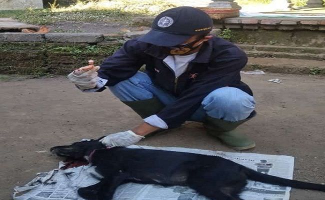 waspada-anjing-rabies-terkam-8-warga-di-blahbatuh